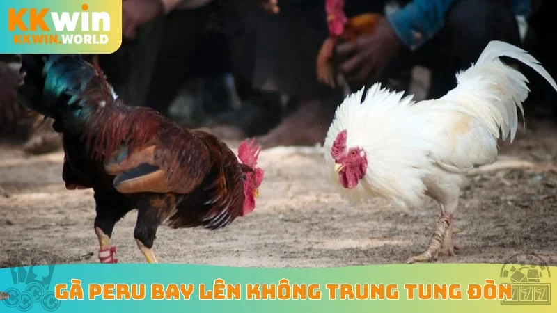 Gà Peru bay lên không trung tung đòn
