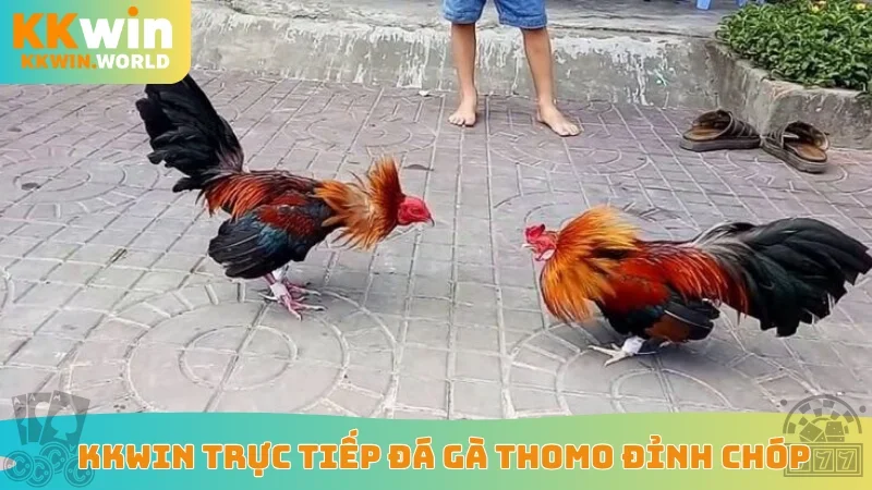 KKWin trực tiếp đá gà Thomo đỉnh chóp