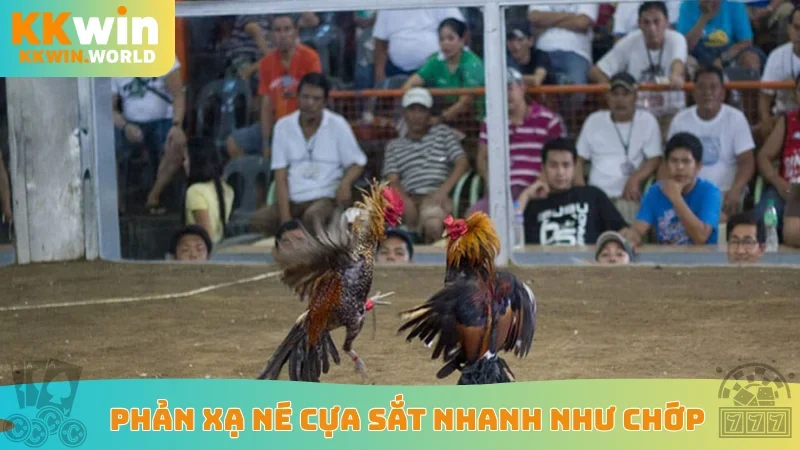 Phản xạ né cựa sắt nhanh như chớp