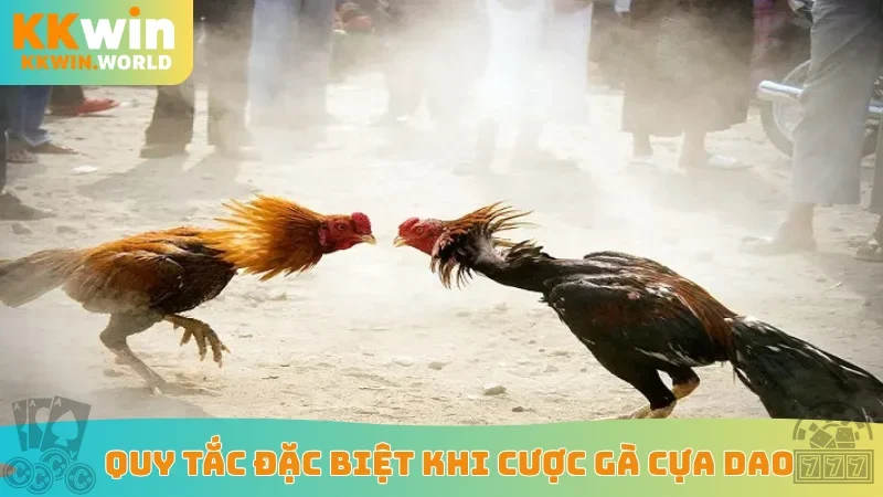 Quy tắc đặc biệt khi cược gà cựa dao