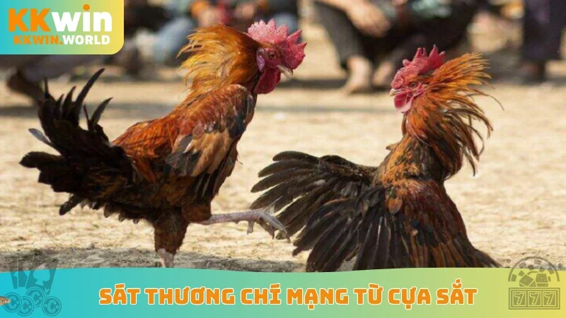 Sát thương chí mạng từ cựa sắt